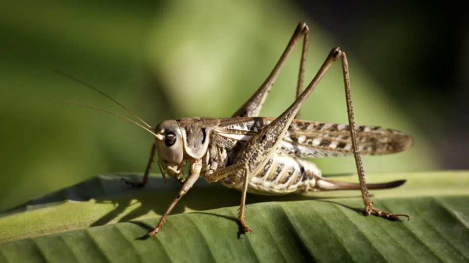 How to Get Rid of Grasshoppers Follow the Ultimate Guide