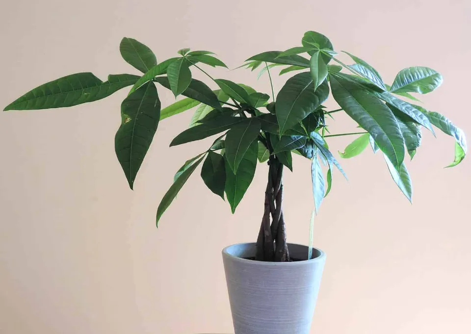 How Often to Water Money Trees? Top Tips & Tricks