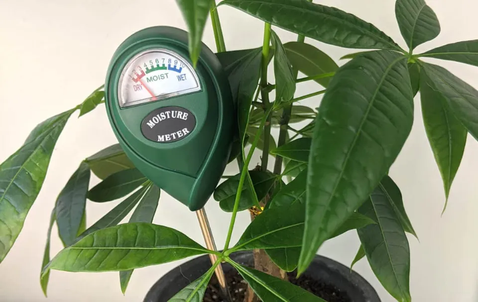 How Often to Water Money Trees? Top Tips & Tricks