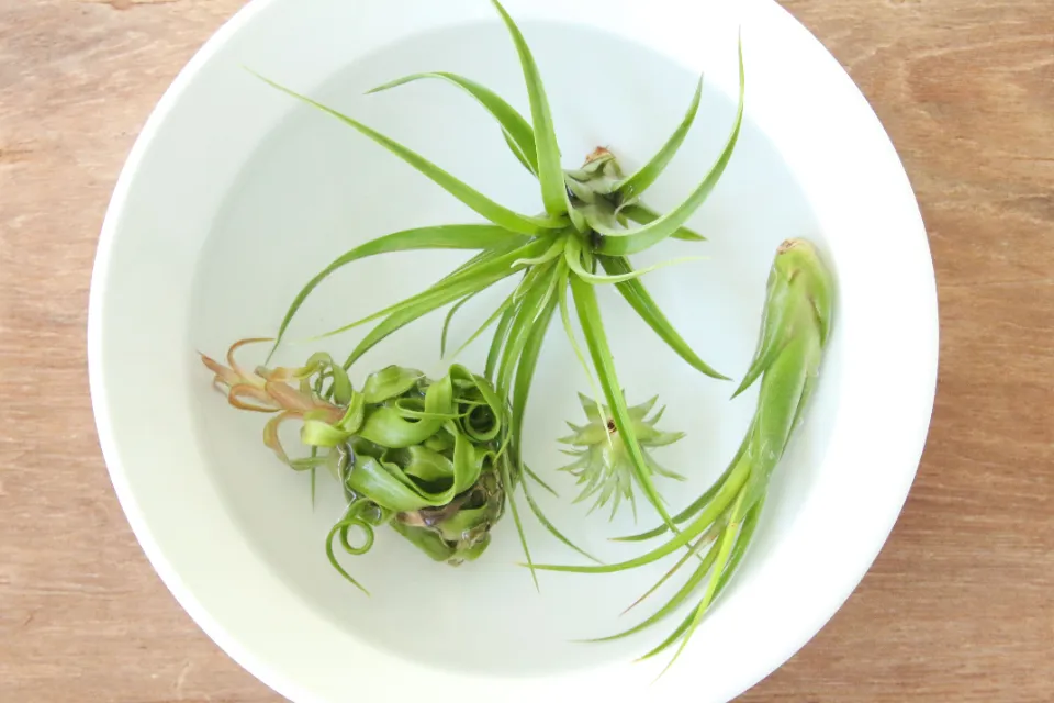 How to Water Air Plants Properly to Keep Them Healthy?