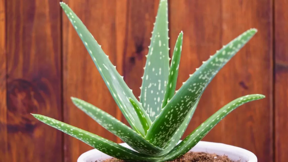Repotting Aloe Plant An Easy Step By Step Guide My Prime Home 2501