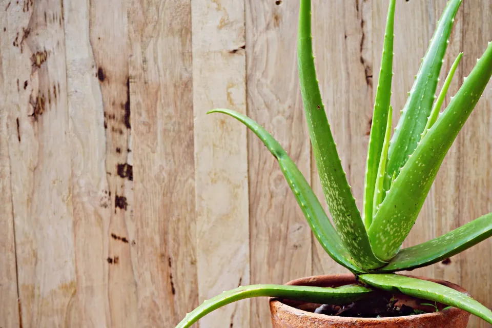 How to Save An Overwatered Aloe Plant Easy Solutions