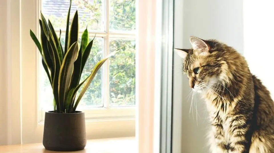 Are Snake Plants Toxic to Cats Really All You Need to Know