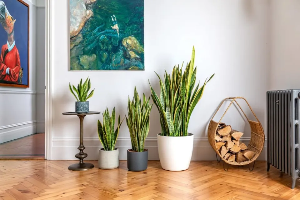 How to Save An Overwatered Snake Plant? Follow the Ultimate Guide