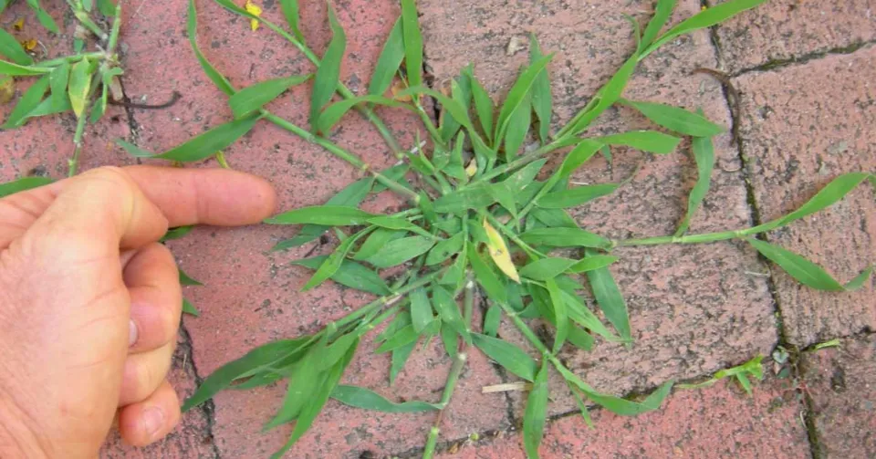 What is Crabgrass What Does Crabgrass Look Like