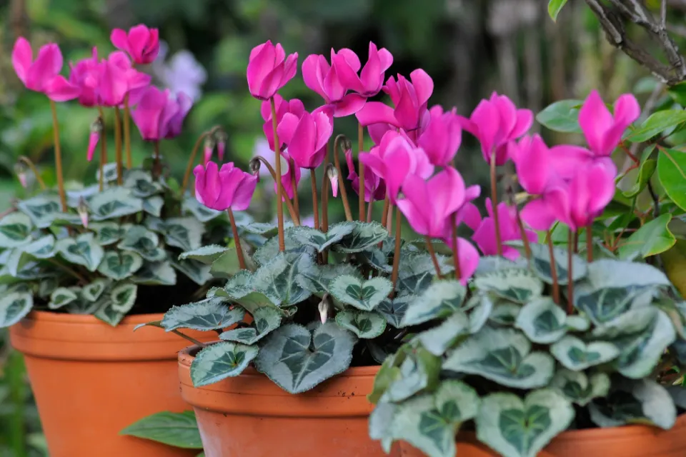 Cyclamen