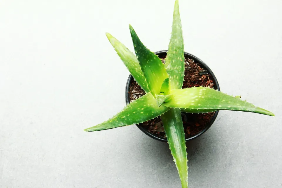 Do You Water Aloe Vera from Top Or Bottom? Tips & Tricks