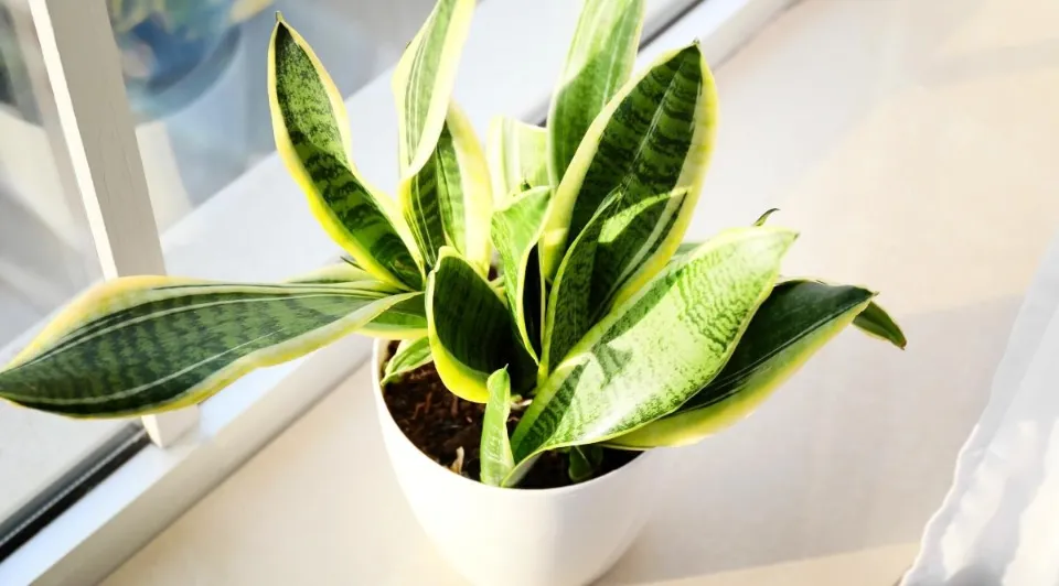 Why is My Snake Plant Turning Yellow How to Save a Snake Plant With Yellow Leaves