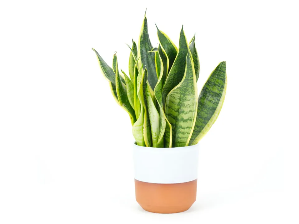 How to Save An Overwatered Snake Plant? Follow the Ultimate Guide