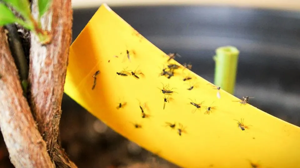 How to Get Rid of Gnats in Plants? Find the Natural Ways!