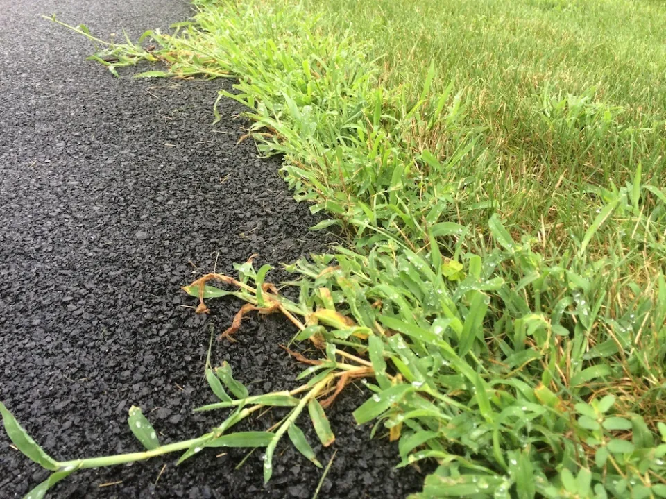 How to Get Rid of Crabgrass Naturally Follow the Easy Steps