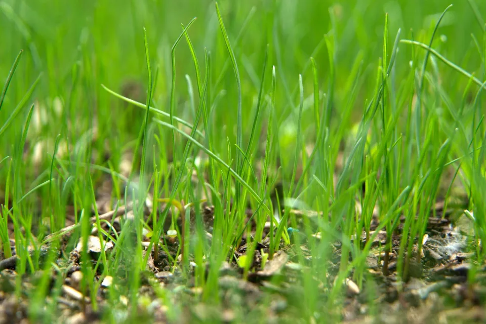 How to Plant Grass Seed on Existing Lawns? Follow the Guide