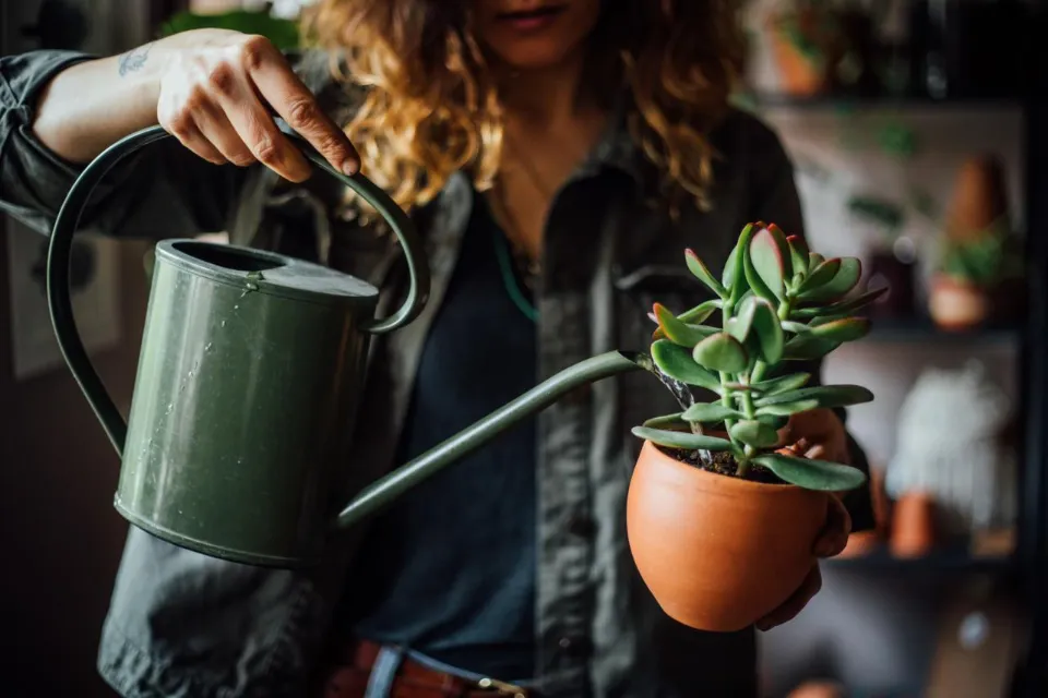 How Often to Water Succulents? Follow the Tips and Tricks