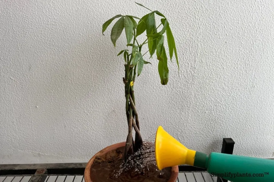 How Often to Water Money Trees? Top Tips & Tricks