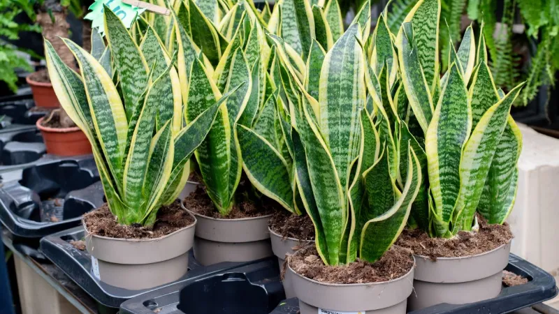 How Often Should You Water a Snake Plant? The Ultimate Guide