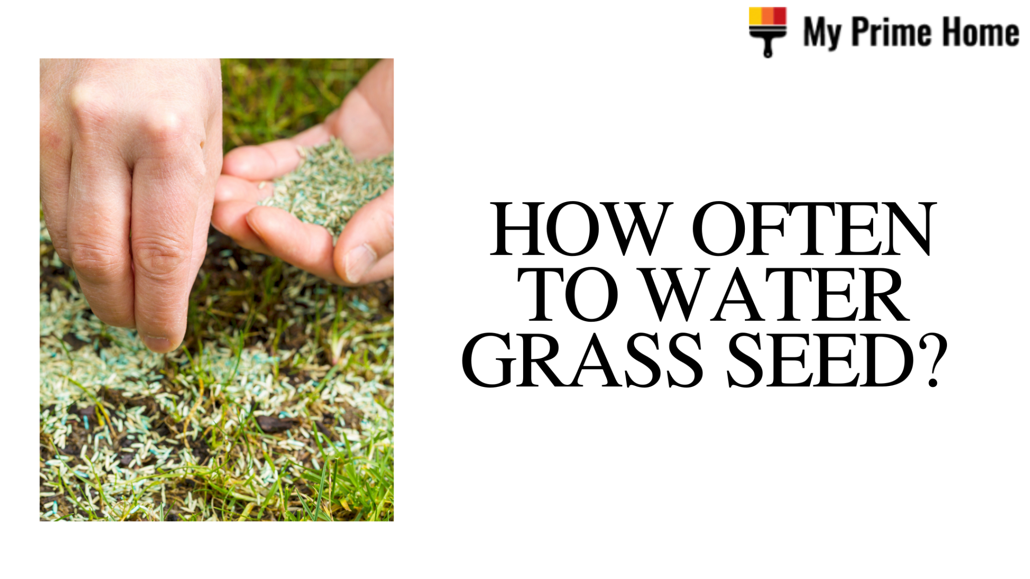 How Often To Water Grass Seed Watering New Grass Seed My Prime Home