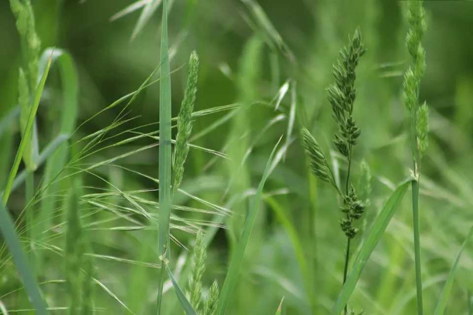 How Often to Water Grass Seed? Watering New Grass Seed