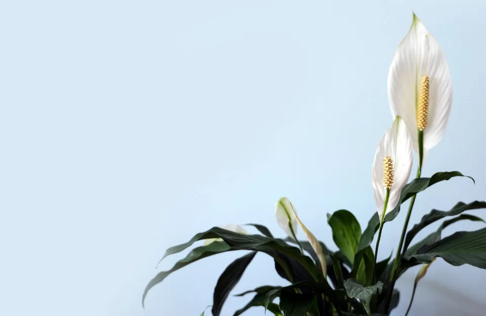 How Often to Water Peace Lily? Find the Ultimate Guide