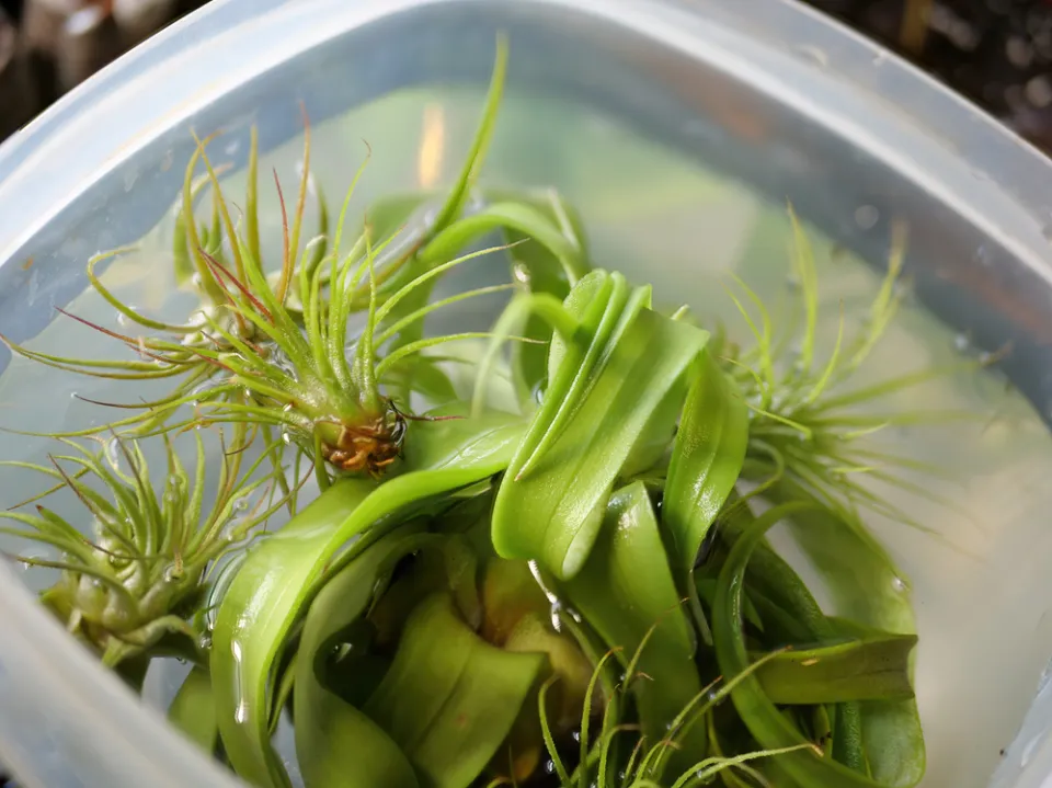 How to Water Air Plants Properly to Keep Them Healthy?