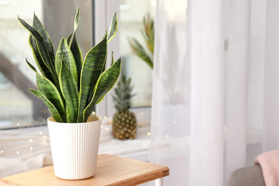 How to Propagate Snake Plants in the Easy Ways