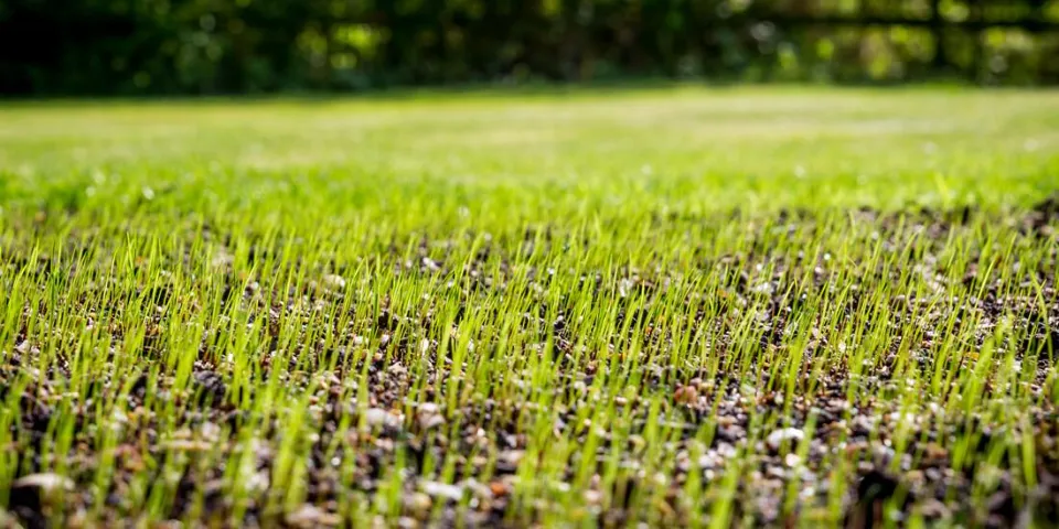 How to Plant Grass Seed on Existing Lawns? Follow the Guide