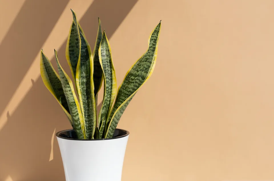 How to Propagate Snake Plants in the Easy Ways