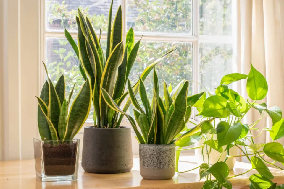 How Often Should You Water a Snake Plant The Ultimate Guide