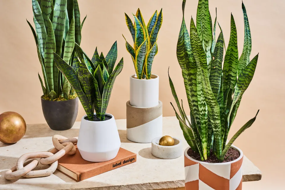 How to Propagate Snake Plants in the Easy Ways