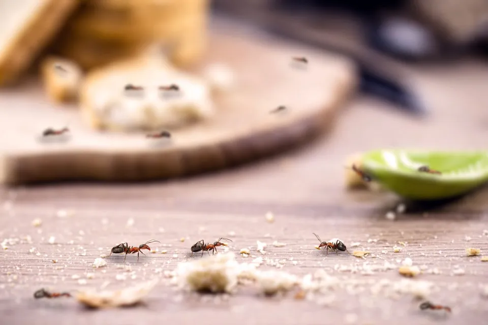 How to Get Rid of Ants in the Kitchen