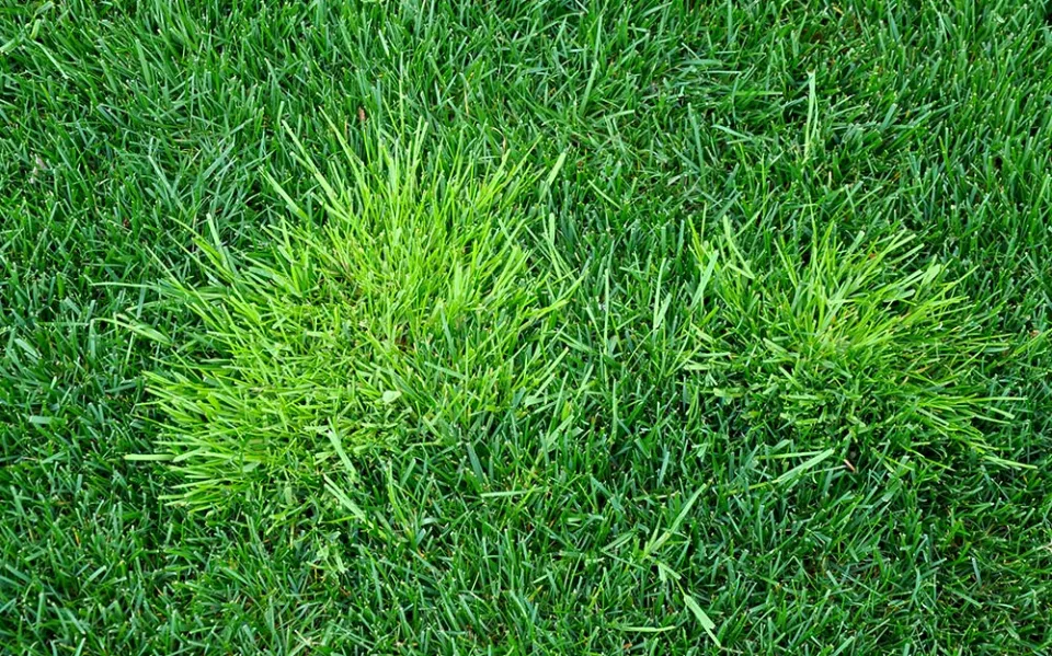 How to Get Rid of Crabgrass Naturally Follow the Easy Steps