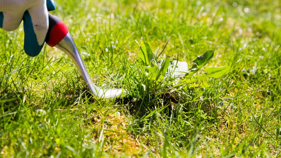 How to Get Rid of Crabgrass Naturally Follow the Easy Steps