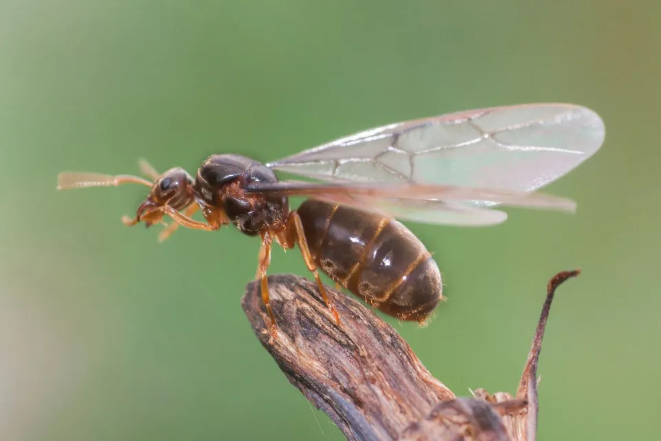 How to Get Rid of Flying Ants