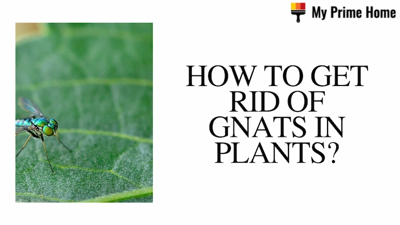 How to Get Rid of Gnats in Plants? Find the Natural Ways!