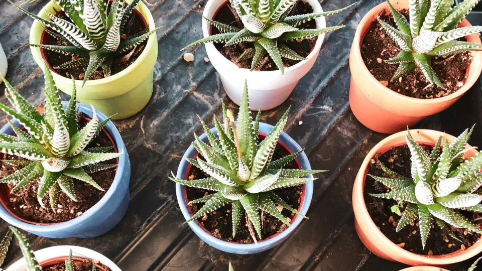 Underwatered Aloe Plant Signs And How To Revive It My Prime Home 1276