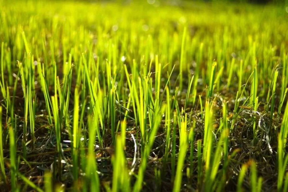 How to Plant Grass Seed on Existing Lawns? Follow the Guide