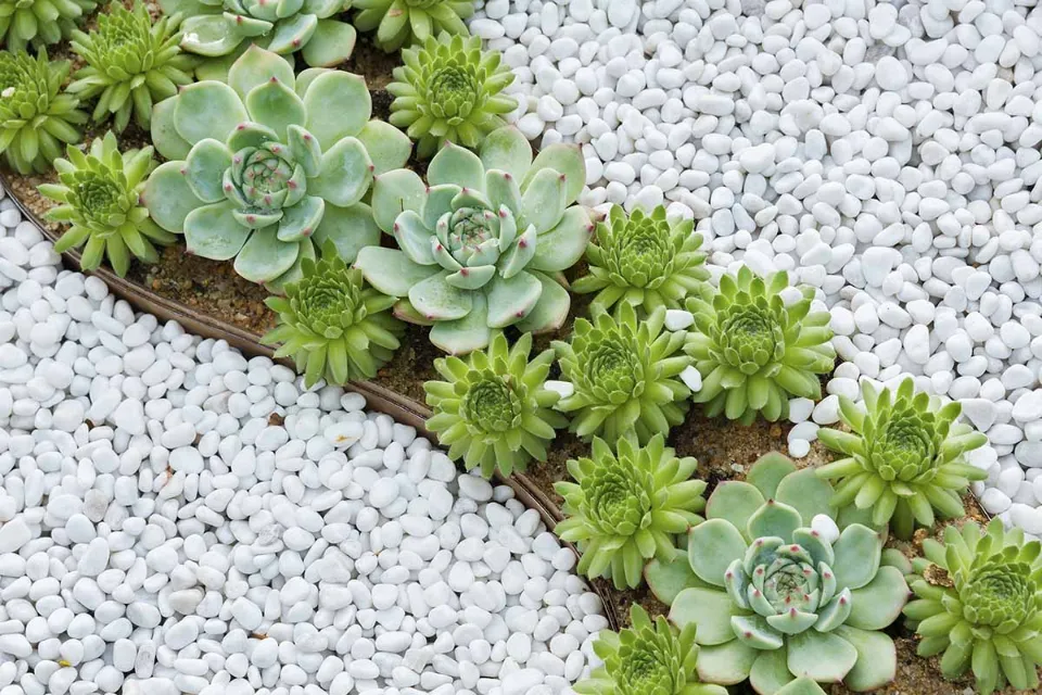 How Often to Water Succulents? Follow the Tips and Tricks