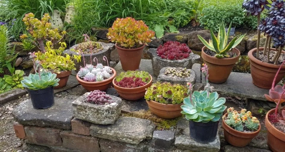 How Often to Water Succulents? Follow the Tips and Tricks