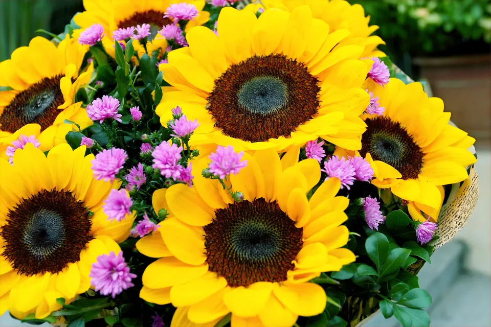 How to Grow Sunflowers? Follow the Ultimate Guide