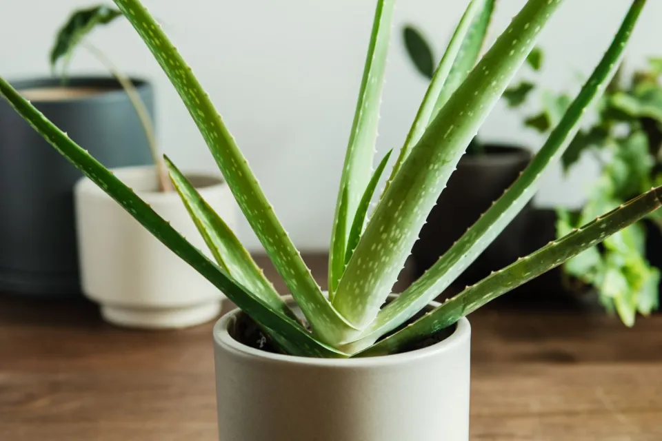 How Often to Water Aloe Plants Find the Answer