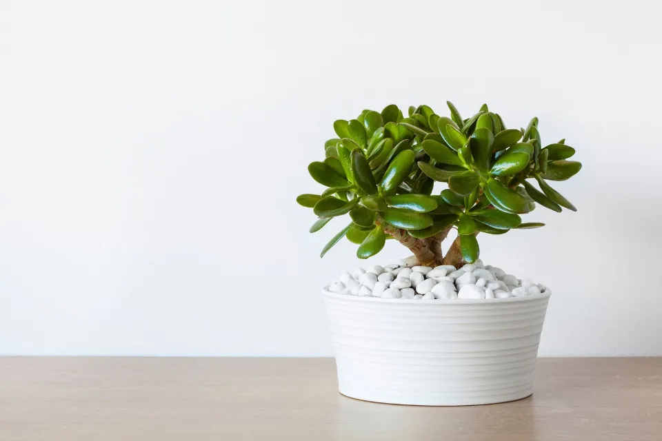 How Often to Water Jade Plants? Growing Tips