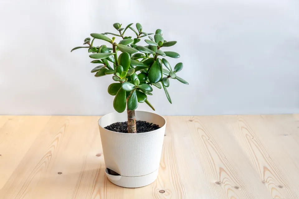 How Often to Water Jade Plants? Growing Tips