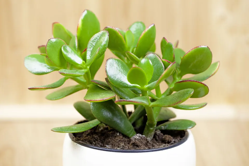 How Often to Water Jade Plants? Growing Tips