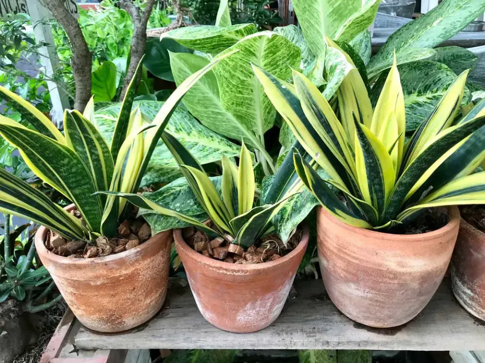 Why is My Snake Plant Turning Yellow How to Save a Snake Plant With Yellow Leaves