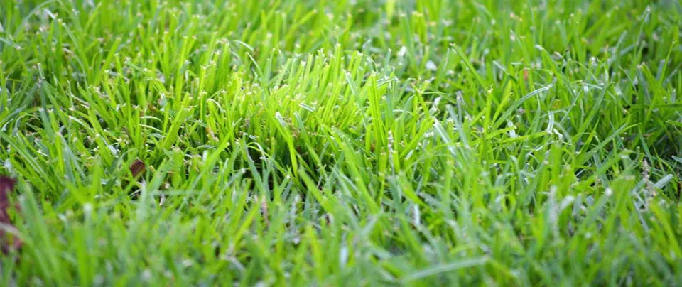 How to Get Rid of Crabgrass Naturally Follow the Easy Steps