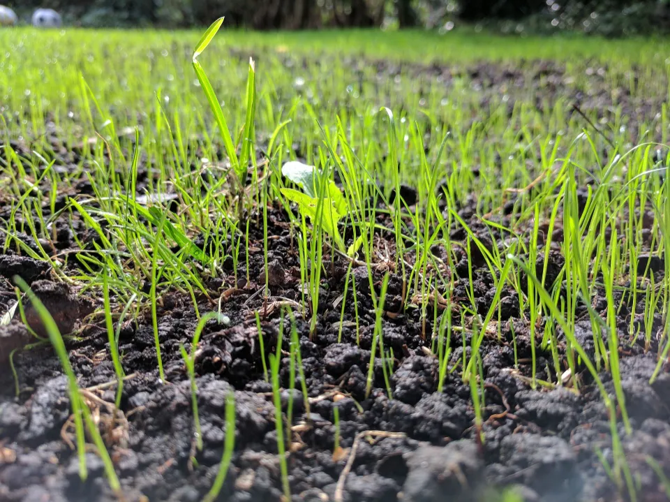 How Much Grass Seed Do I Need Calculate Grass Seed