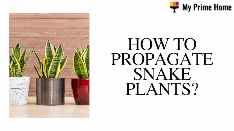 How to Propagate Snake Plants in the Easy Ways?