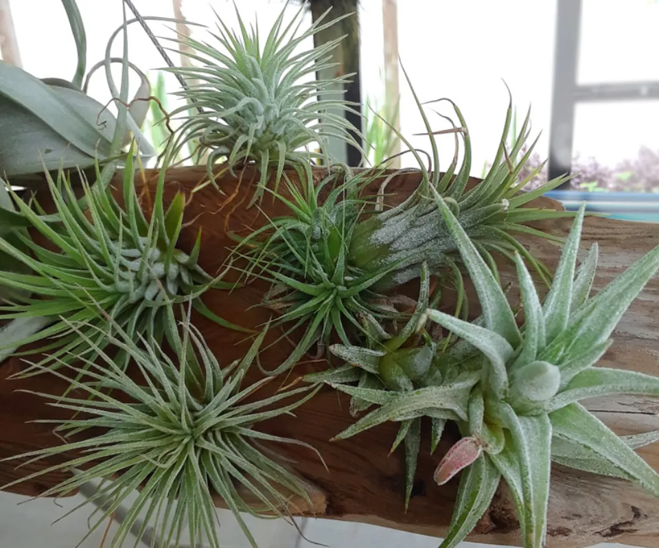 How to Water Air Plants Properly to Keep Them Healthy?