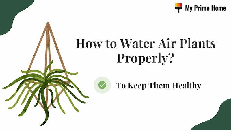 How to Water Air Plants Properly to Keep Them Healthy?