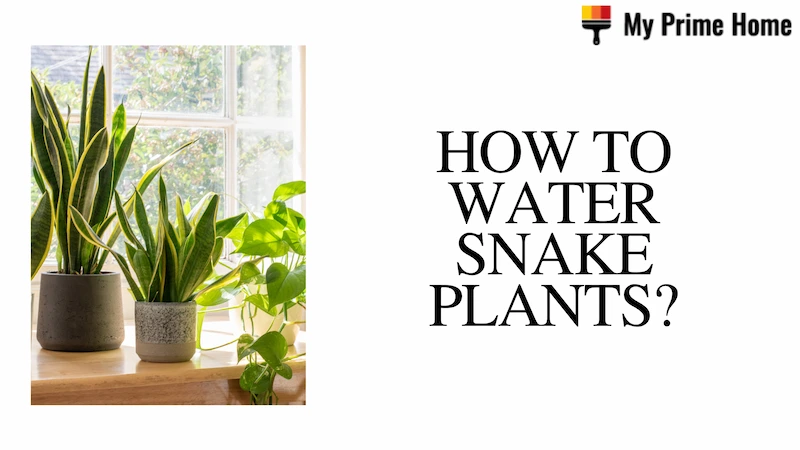 How to Water Snake Plants? the Best Way to Water Snake Plants