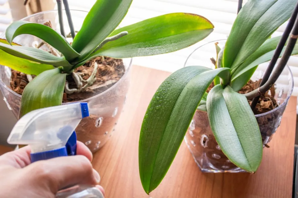 How to Water Orchids? Follow the Ultimate Guide